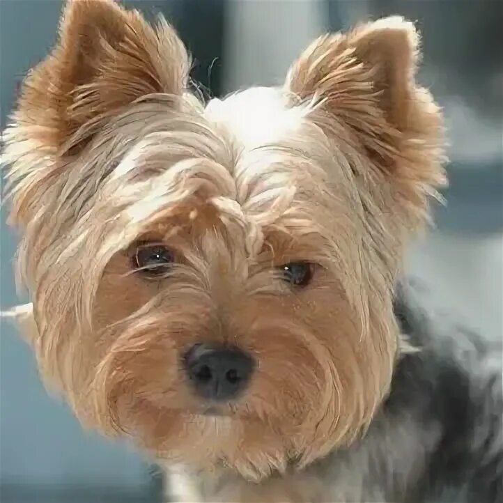 Статуэтка скай терьер мейсен. Terrier перевод. Норвич терьер вес по месяцам таблица. Terrier перевод. Стрижка норфолк терьера.