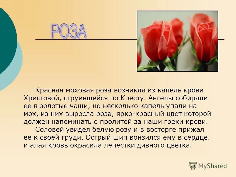 Розочка слова. Описание цветка розы. Описание цветка розы в научном стиле. Рассказ о Розе. Текст описание про розу.