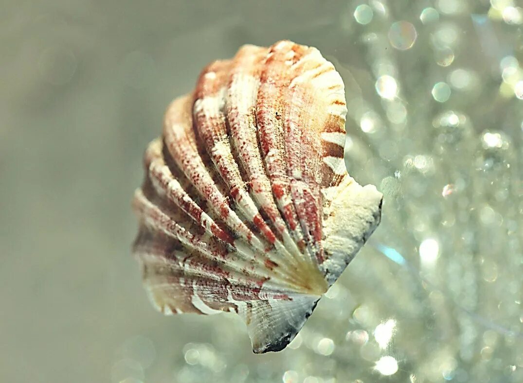 Морской гребешок. Морской гребешок моллюск. королевский гребешок. дальневосточный гребешок в ракушке. моллюск королевский гребешок.