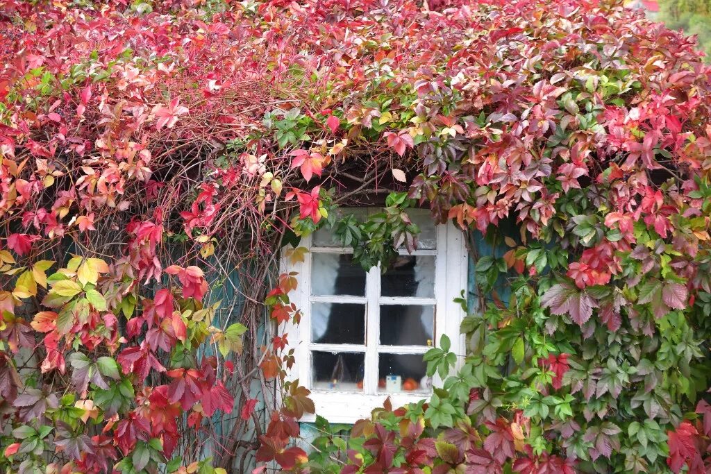 Виноград девичий quinquefolia. Виноград пятилисточковый партеноциссус. Девичий виноград грефшейм. Что такое девичий виноград. Что такое девичий виноград.