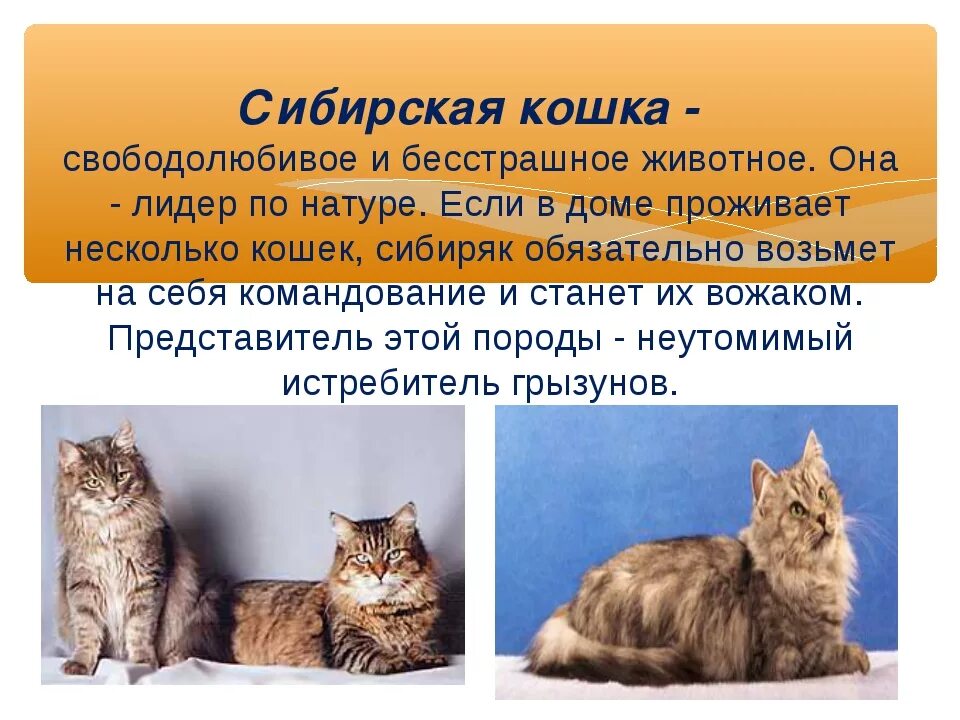 Сибирский кот описание. Сибирская кошка описание породы. Сибирская кошка описание породы и характера. Сибирские котята характер.