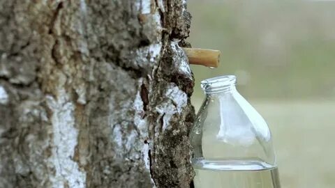 Березовый сок для диабетиков 2