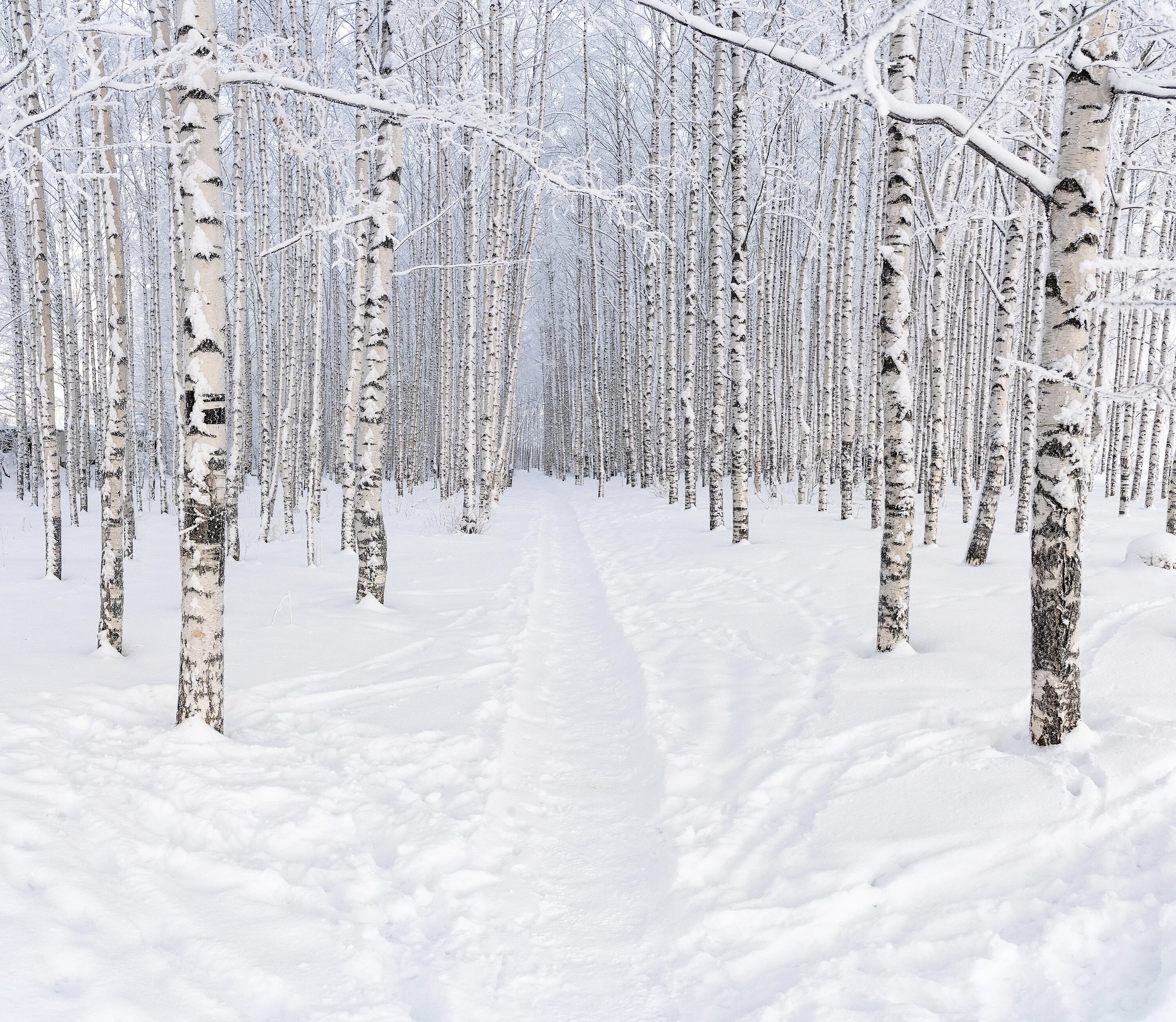 Березовский березовая роща. Березовая роща зимой. Березовая роща зимой. Березовская роща. Загорянка березовая роща.