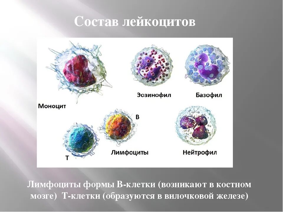 Определение лейкоцитов. Схема строения зернистых и незернистых лейкоцитов. строение зернистых лейкоцитов. состав лейкоцитов. клетки лейкоцитов.