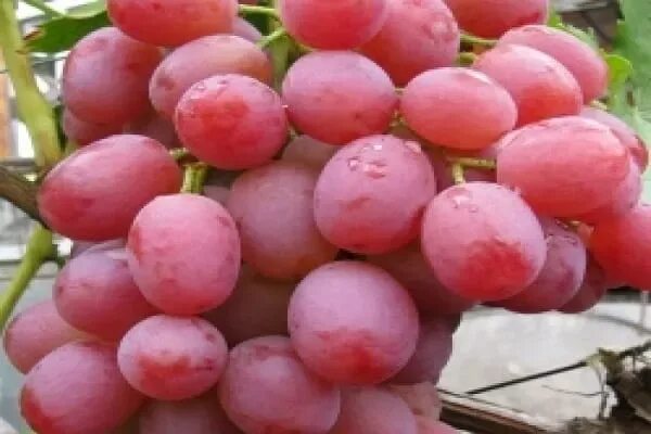 Виноград Ливия: вкус и красота столовых сортов Натуралист Фотогалерея природы на