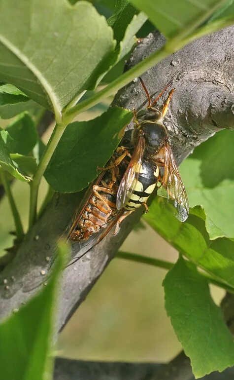 Цикада на плодовых деревьях. Развитие с неполным превращением у насекомых. Неполное превращение цикады. Отряд равнокрылые цикады. Развитие с неполным превращением у насекомых.