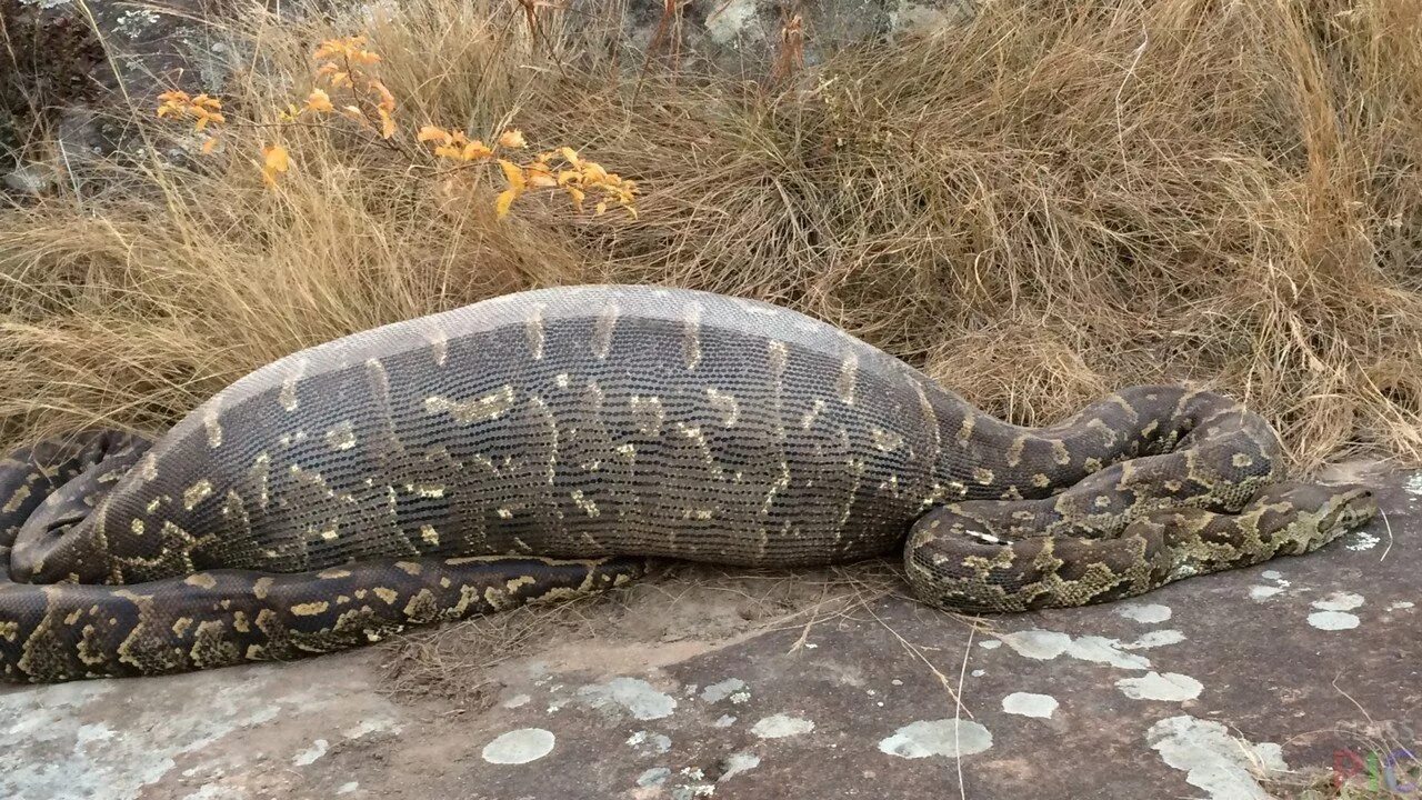 Thick snake. Анаконда заглатывает крокодила. Питон Анаконда змея ест.