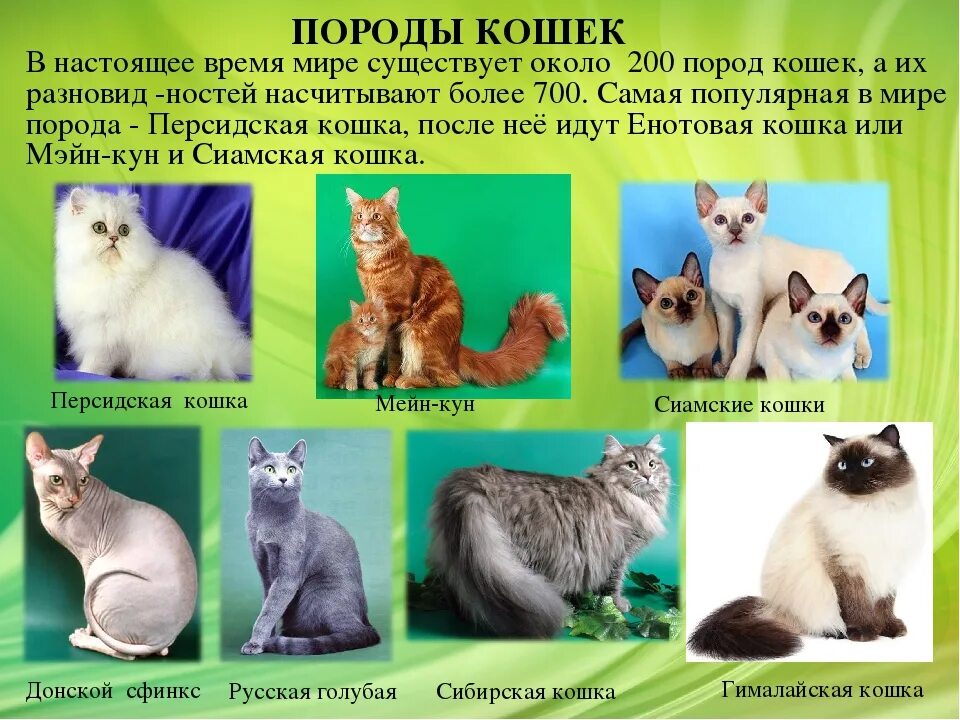 Разновидности пород кошек. Список пород кошек. Какие бывают породы кошек. Породы кошек с фотографиями. Разнообразие пород кошек.