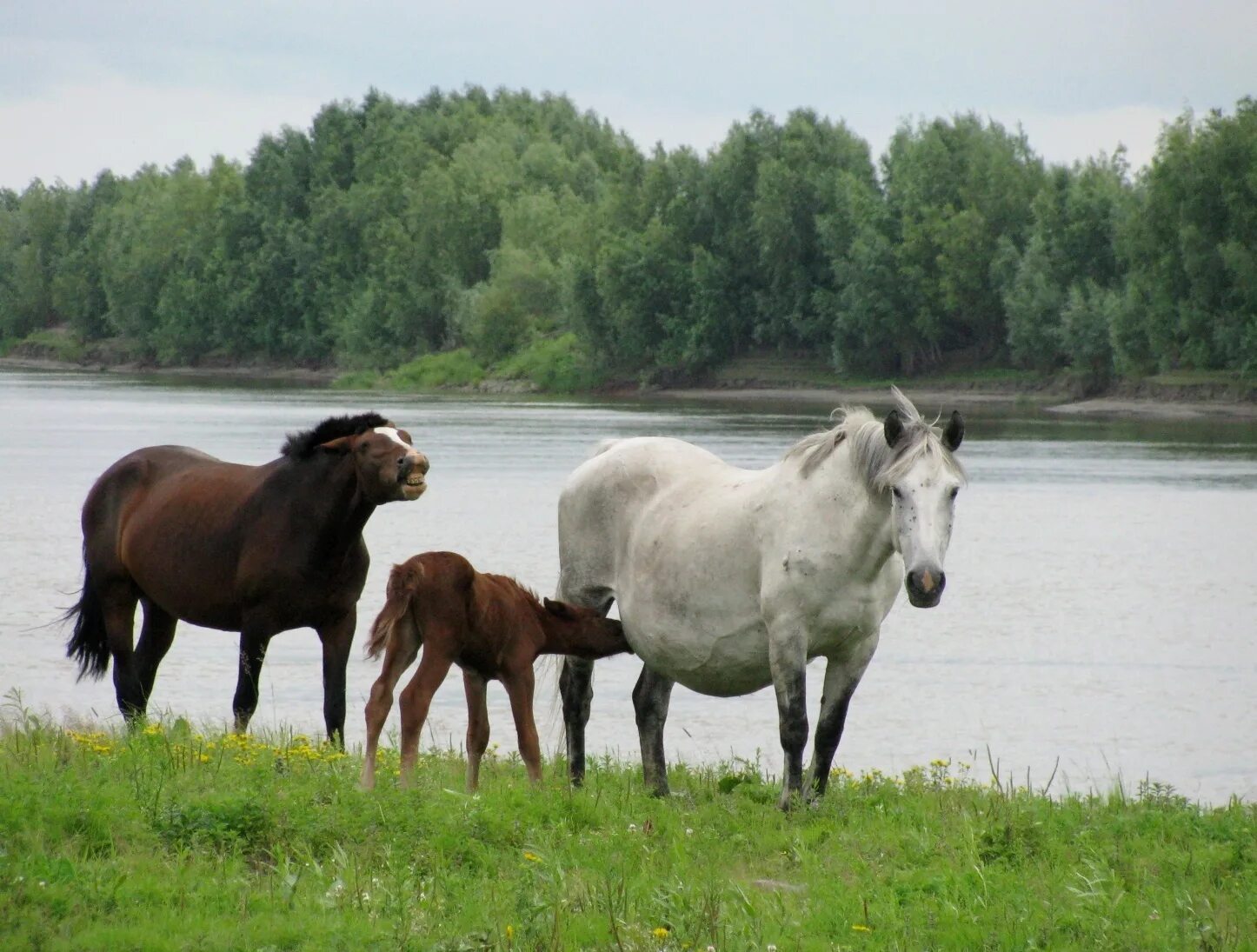 Жеребость лошади по месяцам фото. Сколько лошадей в Ярославской области. Сколько лошадей проживает в Самарской области. 15 Кивать сколько в лошадях.