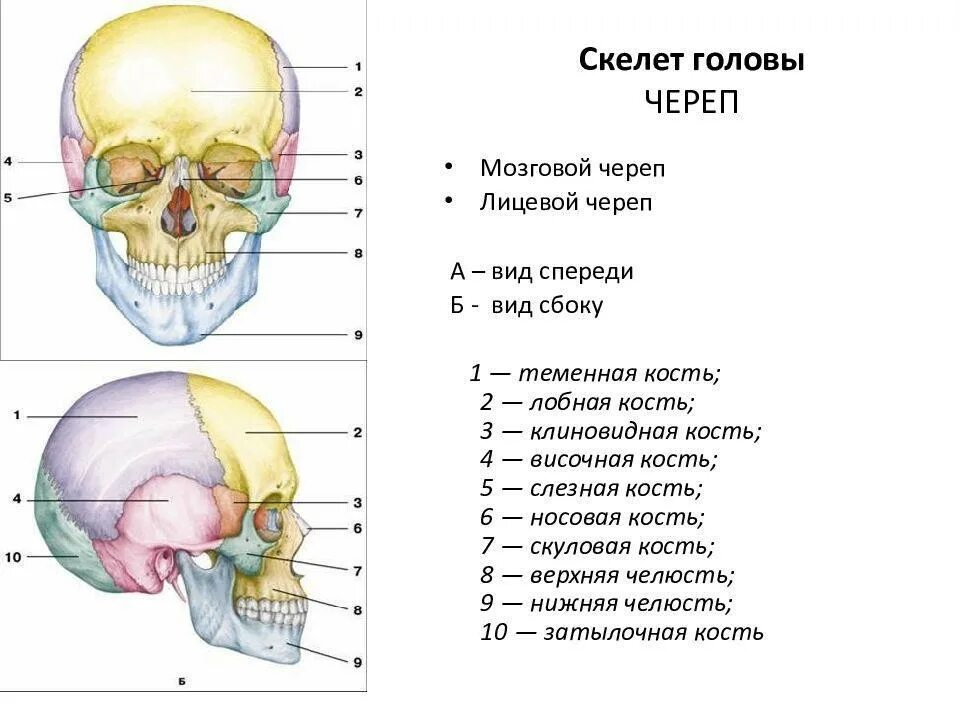 Где находится череп. Скелет головы мозговой отдел кости. скелет головы человека лицевой отдел. кости лицевого отдела черепа сбоку. строение черепа человека мозговой и лицевой отделы.