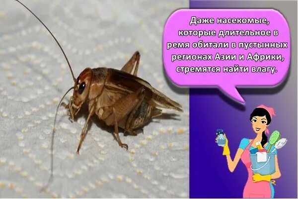 Как вывести сверчка. Сверчок пойман. сверчок в квартире. сверчки в доме как избавиться. поймать сверчка в квартире.