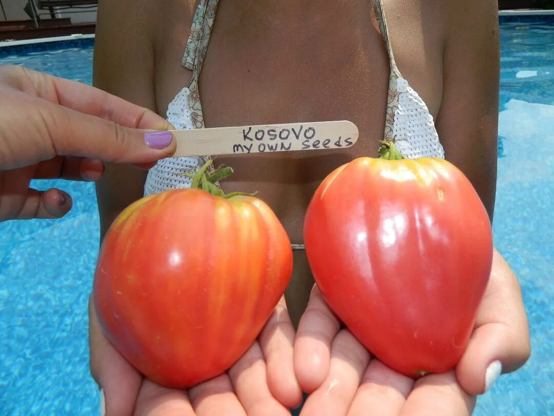 томат косово (kosovo). томат косово отзывы фото. томат косово. томат косово отзывы фото. томат косово (kosovo).