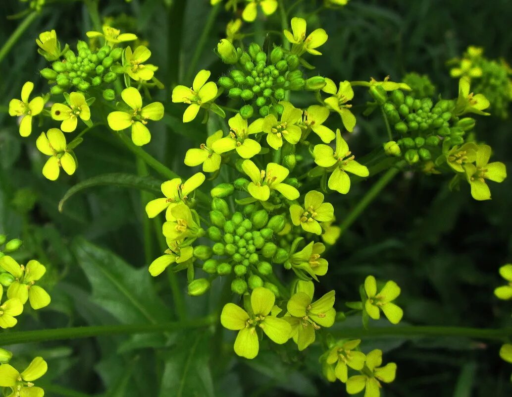 сурепка обыкновенная. сурепка свербига восточная. гулявник лезеля. горчица полевая сурепка. сурепка обыкновенная.