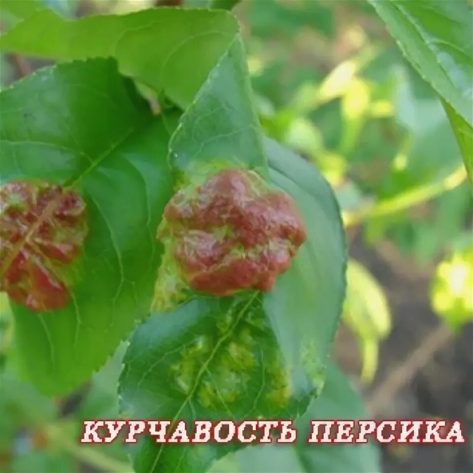От курчавости персика препараты весной: найдено 84 изображений