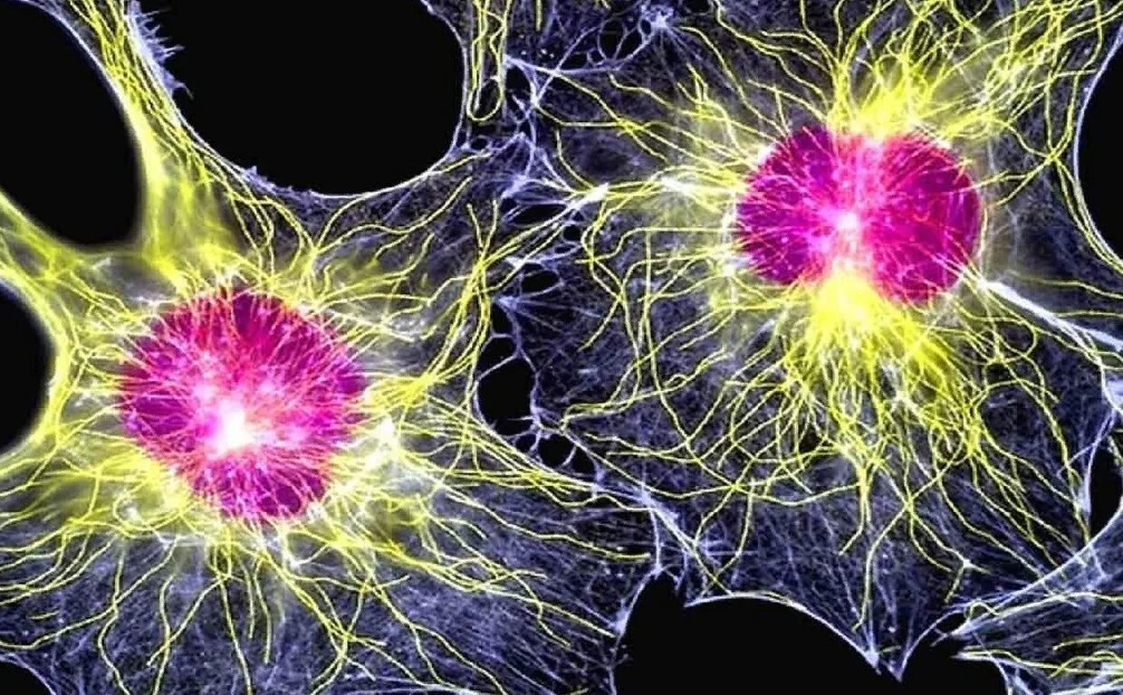 1 стволовые клетки. Нейрональные стволовые клетки. Цитоскелет 3д. Стволовые клетки микрофотография. Прогениторные стволовые клетки.