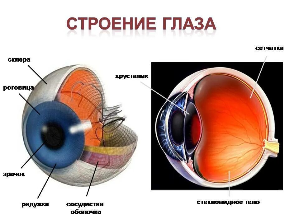 Где взять глаз. Строение глаза сетчатка роговица хрусталик. Строение и функции глаза хрусталик стекловидное тело сетчатка. Строение и функции хрусталика сетчатка глаза. Внутреннее строение глаза человека схема.