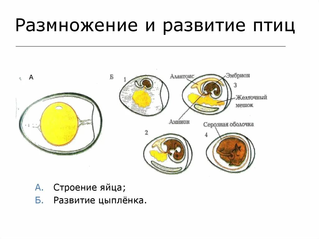 Строение яйца птицы эмбрион. Строение яйца и развитие зародыша птицы. Этапы формирования цыпленка в яйце.