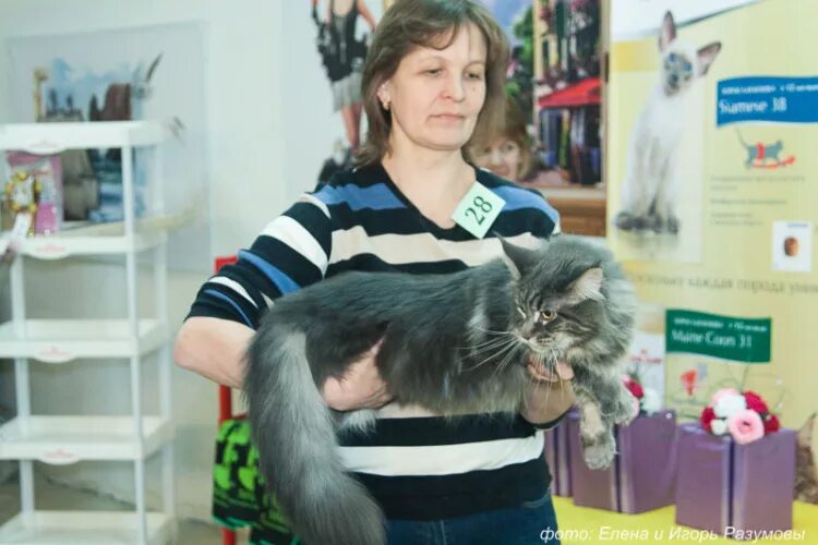 Котокафе мурзик казань. Большие коты магазин. Большие коты магазин. Кошка в ресторане. Большие коты магазин.