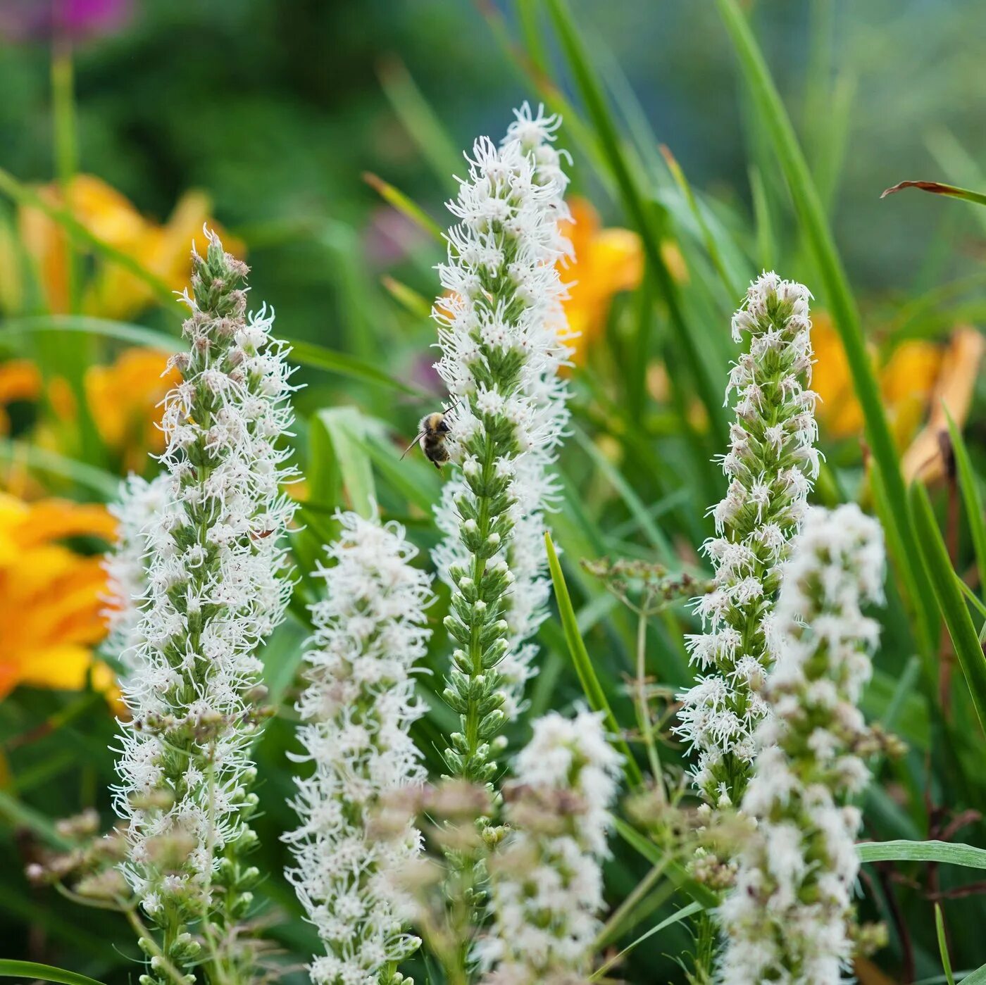 Леатрис. Лиатрис колосистая. Лиатрис spicata Alba.