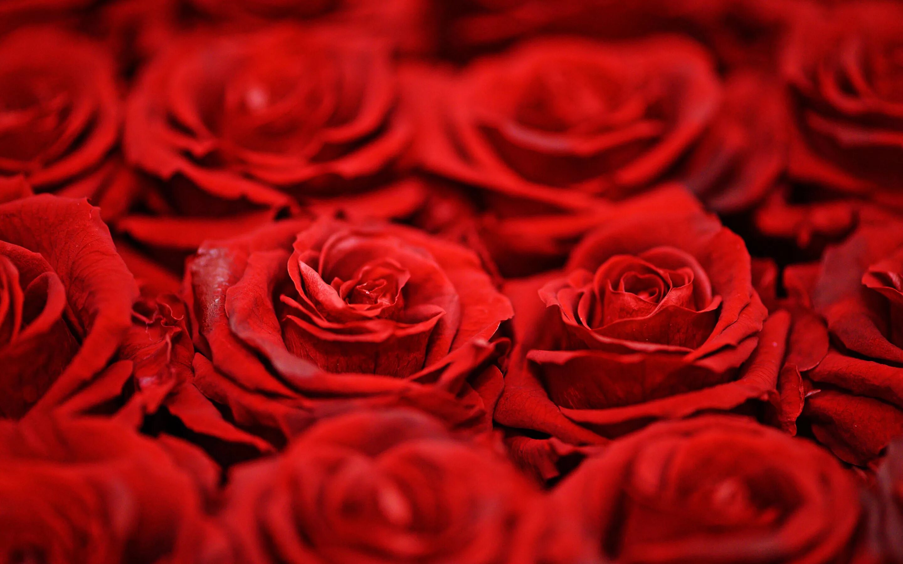 Цветы розы красные. Красные розы. Алые розы картинки. Цветы розы Алые. Роза шикарная.