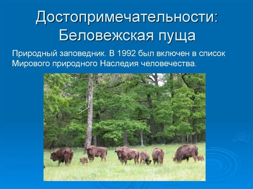 Доклад про беларусь 3 класс. Белоруссия Беловежская пуща заповедник. Заповедники и национальные парки Белоруссии Беловежская пуща. Слайды заповедник Беловежская пуща. Заповедник Беловежская пуща для детей.