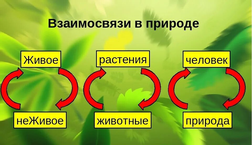 Пример экологической связи человек природа 3 класс Связи растения с окружающей с