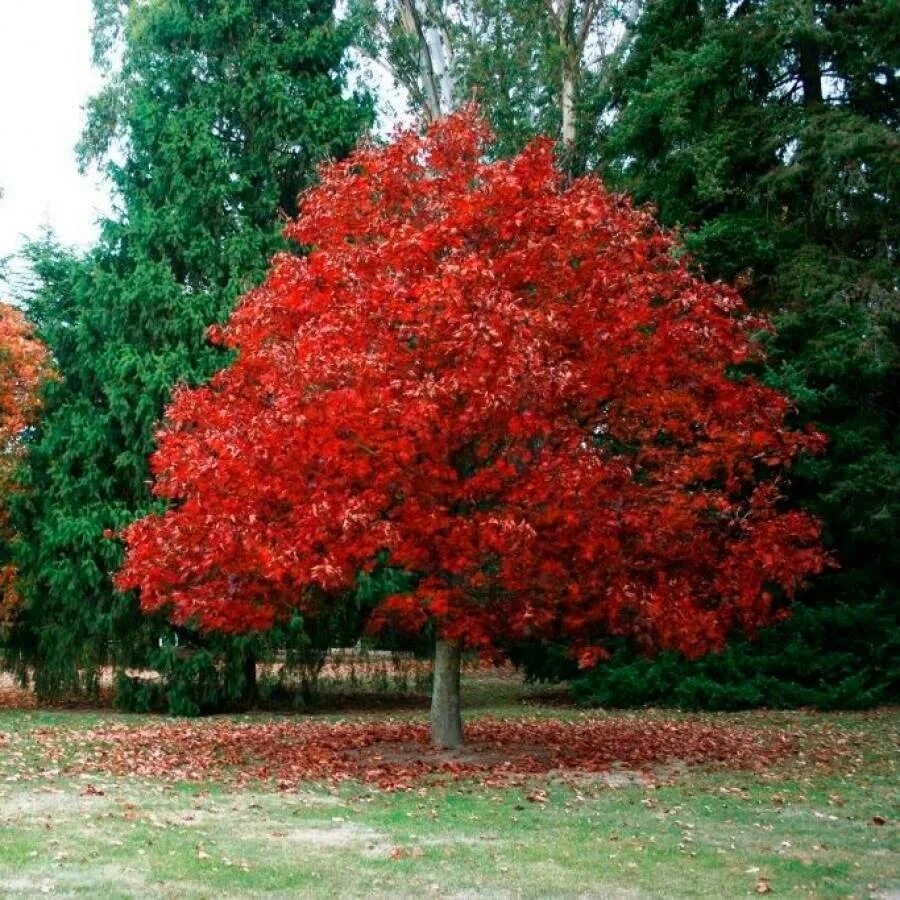 Дуб красный Quercus rubra. Дуб красный, Северный Quercus rubra. Дуб красный (Quercus rubra c3 60-100). Дуб красный (канадский, остролистный). Красно черешчатый дуб