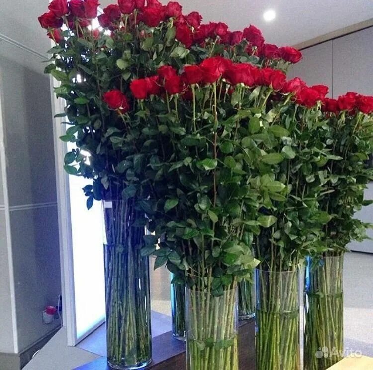 Самые большие букеты из роз. Большие розы как называются. Длинные розы. Длинные розы. Большие розы как называются.