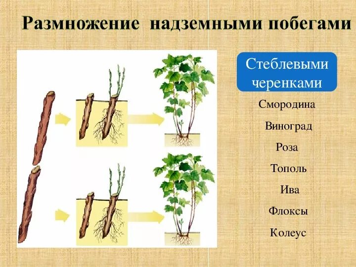 Каким видом размножается. Вегетативное размножение смородины черенками. Отводки вегетативное размножение. Вегетативное размножение отводки смородина. Смородина отводки размножение.