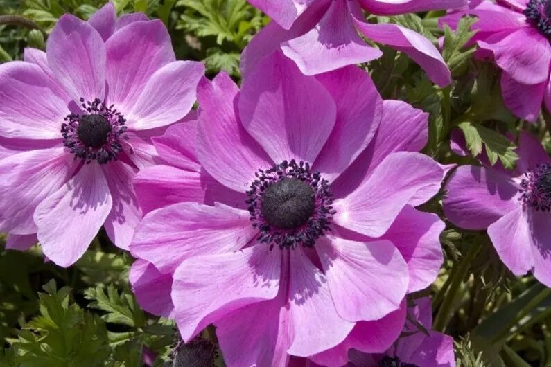 Анемона корончатая Пурпл / Пинк Микс (Anemone coronaria Purple / Pink Mix) - Лук