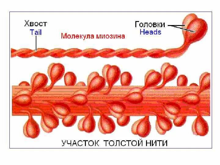 Миозиновые миофиламенты. Миозиновые филаменты строение. Миофиламенты строение. Миозин мышечной ткани