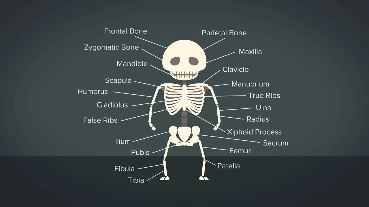 Bones how. Strong bones. how to strong backbone.