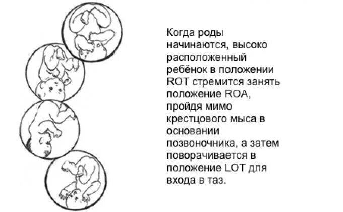 Ребенок расположен справа. Положение ребенка в животе. Как определить положение плода по шевелениям. Как по шевелениям определить положение ребенка в животе. Определение положения ребенка в утробе.