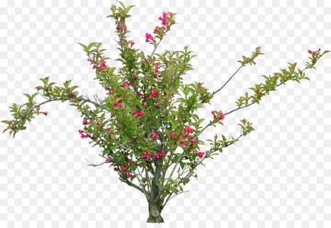 Pdf plant