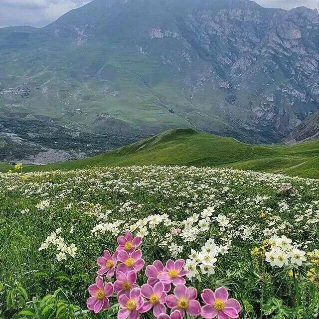 Альпийские луга лагонаки. Альпийские луга на алтае где находится. Альпийские луга какая область. Луга дагестана альпийские дагестана. Домбай альпийские луга.