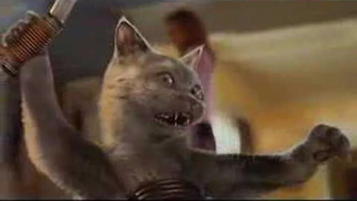 Коты против. Fb cat bully. Кот против собаки. Кошки против собак. Видео кошка против.