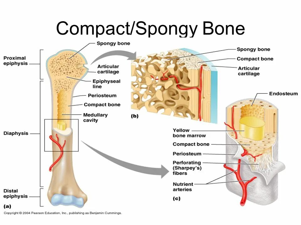 Bone meaning. Bone structure. Структура кости. Эндост кости. Структура кости картинка.