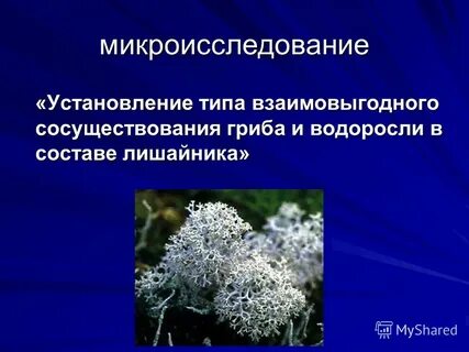 Вид взаимовыгодных отношений