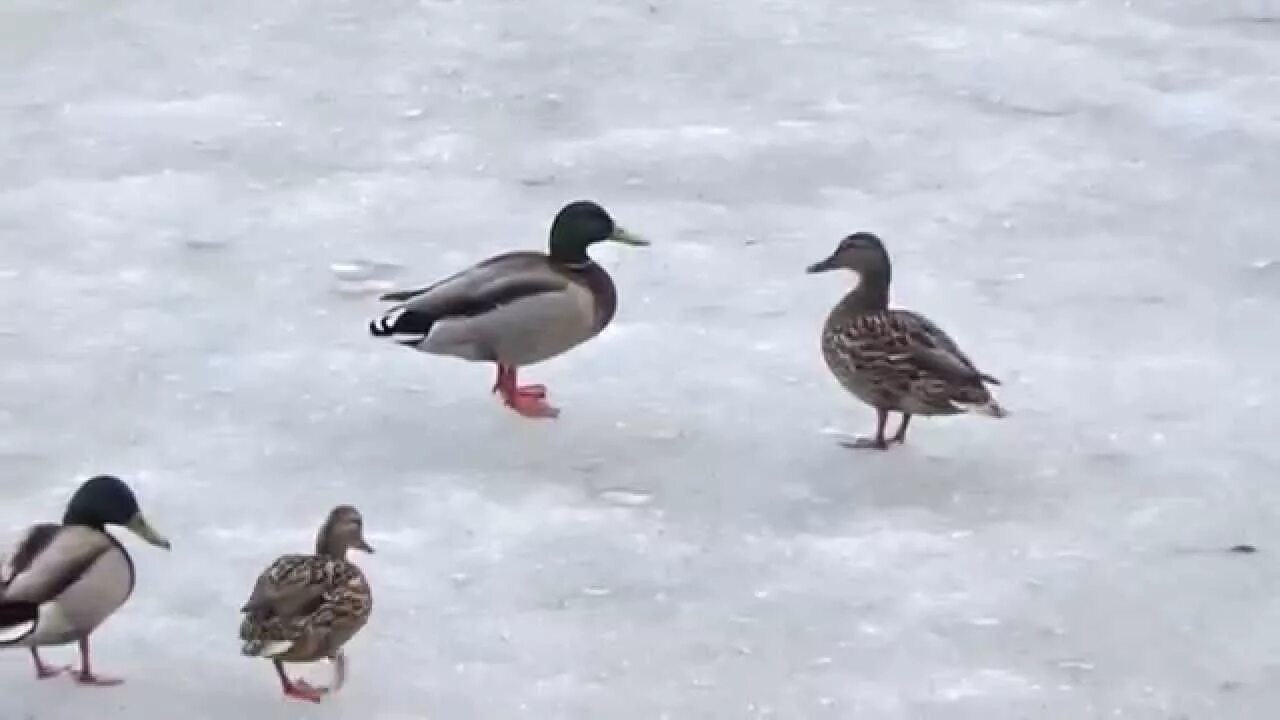 Какая утка утра. Утки на льду. утка ходит по льду. кряква на льду. утки в парке урицкого в казани.