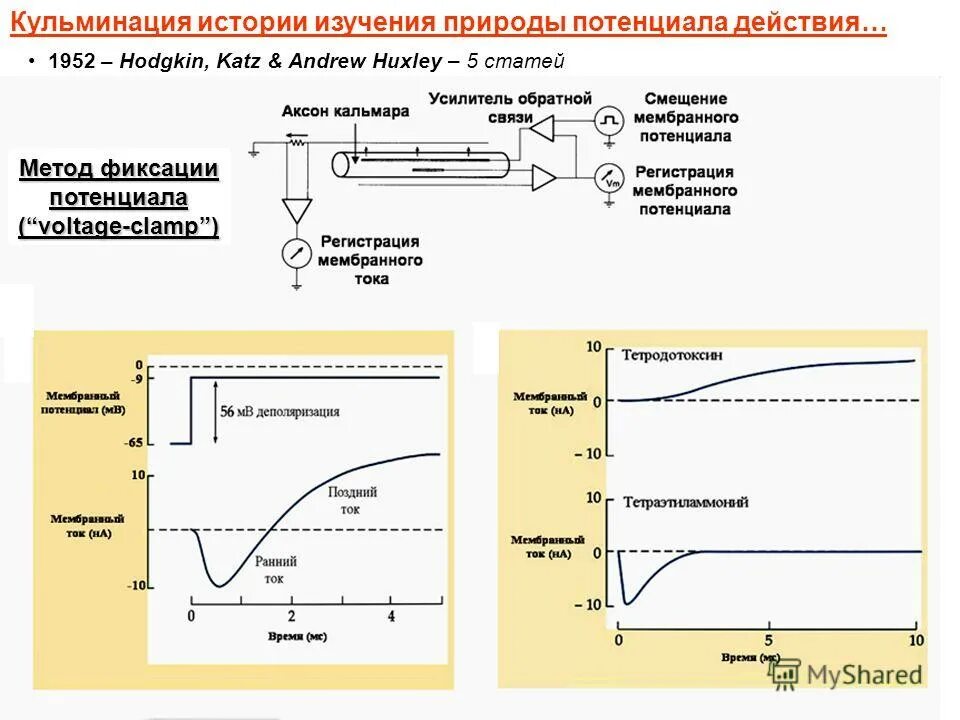 метод фиксации потенциала. Patch-clamp, метод локальной фиксации потенциала. метод фиксации потенциала.