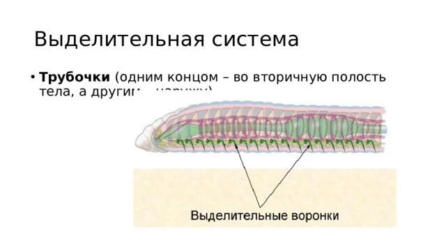Выделительная кольчатых червей. Выделительная система кольчатых червей многощетинковые. Выделительная система круглых червей схема. Выделительная система плоских круглых и кольчатых червей.
