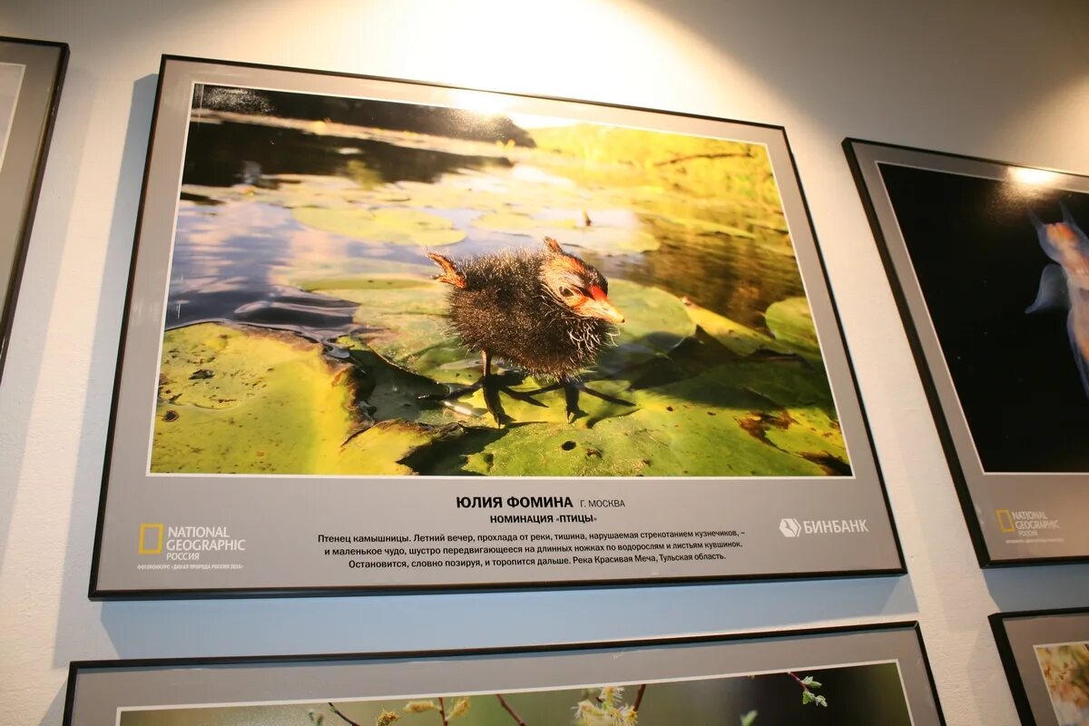 фотовыставка дикой природы. первозданная россия лиса. фотовыставка первозданная природа. дикая природа россии фотовыставка. медведи горная шория.