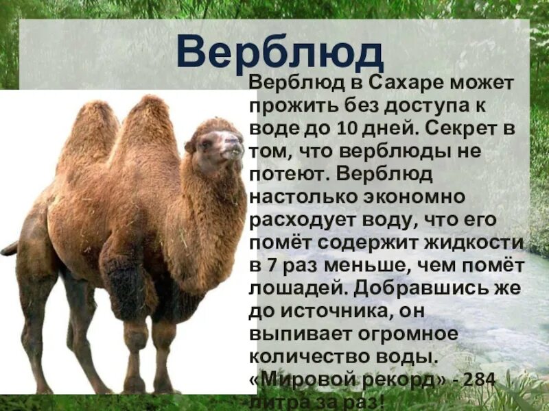 Верблюд значение слова. Описание верблюда. сообщение о верблюде. сообщение о верблюде 4 класс окружающий мир. доклад на тему верблюд.