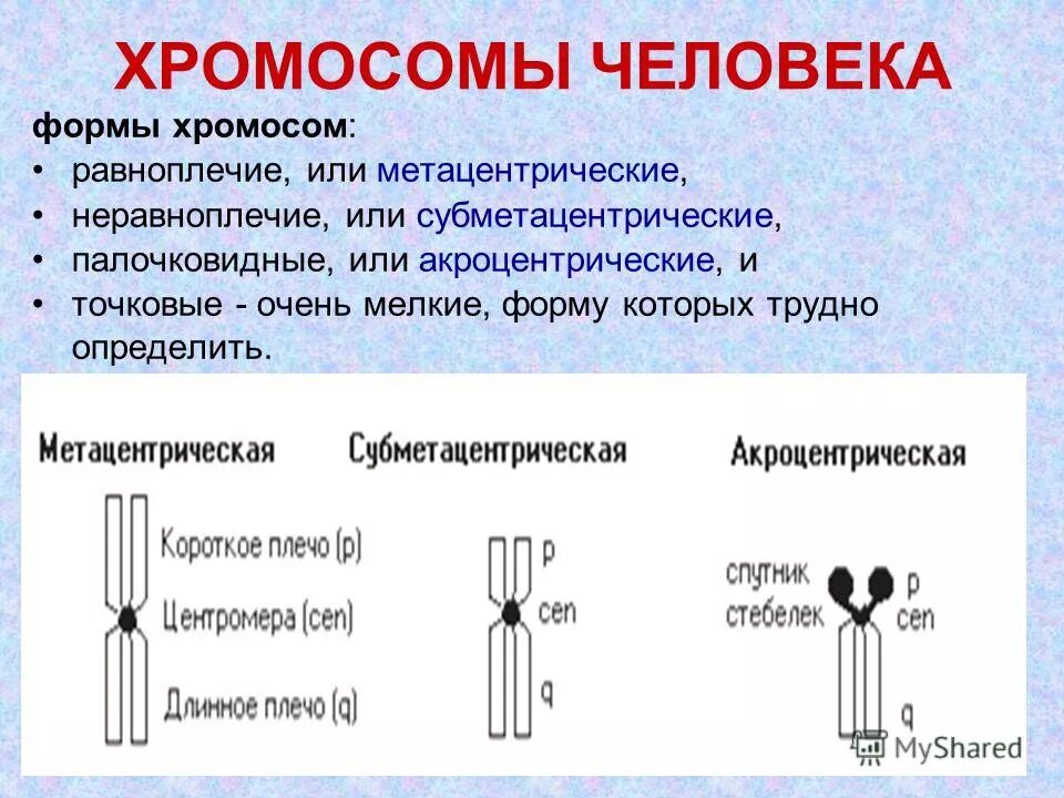 морфологические типы хромосом. строение хромосом егэ биология. типы хромосом. равноплечие хромосомы это. хромосомы равноплечие неравноплечие.