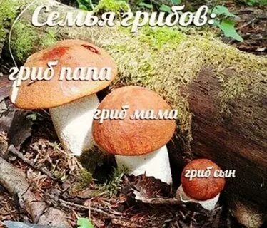 Мама гриб папа гриб и грибок сыночек