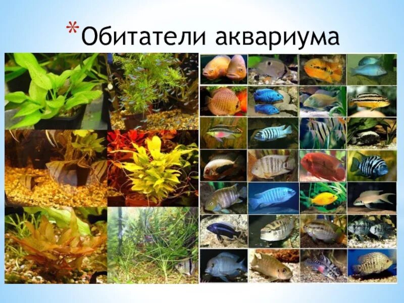 Обитатели аквариума. Красивые обитатели аквариума. Экосистема аквариума. Обитатели аквариума биология.