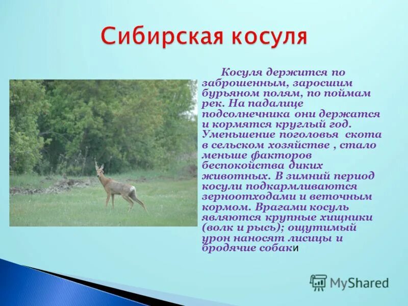 Сообщение о косуле. Косуля информация. Косуля проект. Сообщение о косуле. Косуля информация.