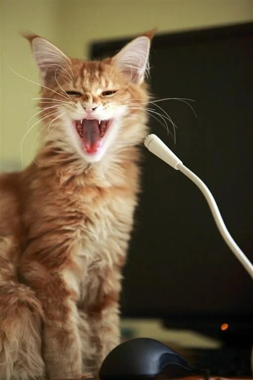 Кот поет в микрофон. Котик с микрофоном. Кот поет. Котенок поет. Микро кот.