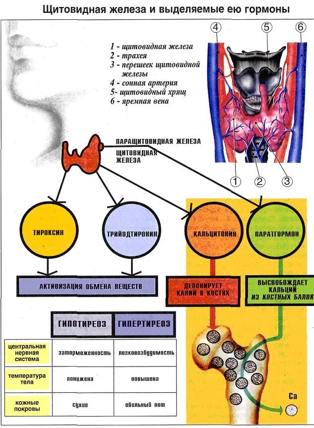 Щитовидная железа нормальная функция. Функции гормонов щитовидной железы кратко. Гормоны щитовидной железы схема. Выделяемые гормоны щитовидной железы таблица. Гормон регулирующий функции щитовидной железы.