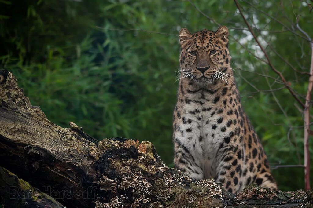 дальневосточный леопард (или амурский леопард). дальневосточные, или амурские леопарды. снежный барс роев ручей. дальневосточный леопард окрас. дальневосточный (амурский) леопард (panthera pardus orientalis).